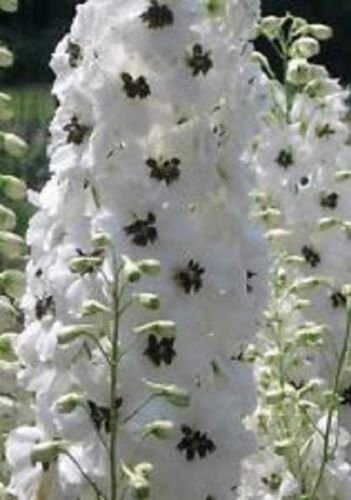 White Magic Fountains w/Dark Bee Delphinium Flower Seeds / Perennial