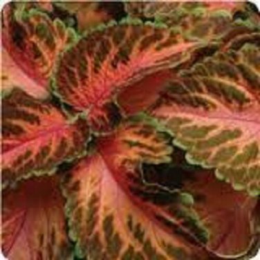 Coleus Wizard Coral Sunrise Flower Seeds / Annual