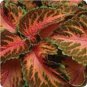 Coleus Wizard Coral Sunrise Flower Seeds / Annual