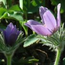 Pulsatilla Heiler Strain Vulgaris Flower Seeds / Pasque / Perennial