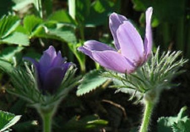 Pulsatilla Heiler Strain Vulgaris Flower Seeds / Pasque / Perennial