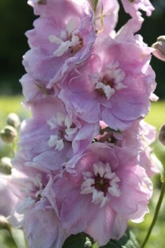 Cherry Blossom Magic Fountains w/White Bee Delphinium Flower Seeds/Perennial