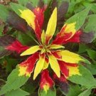 Tri-color Flaming Fountain Amaranthus Flower Seeds / Annual