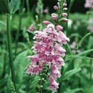 Pink Obedient Plant Flower Seeds / False Dragonhead / Perennial