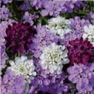 Candytuft Candy Cane Flower Seed Mix / Iberis Umbellata / Annual