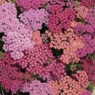 Summer Berries Mix Achillea Yarrow / Deer Resistant / Perennial Flower Seeds