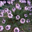 Aethionema Persian Rock Cress / Evergreen Perennial Flower Seeds