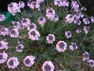 Aethionema Persian Rock Cress / Evergreen Perennial Flower Seeds