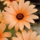Salmon African Daisy Flower Seeds / Annual