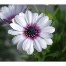 White African Daisy / Annual Flower Seeds