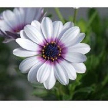 White African Daisy / Annual Flower Seeds
