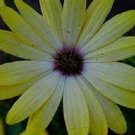 Yellow African Daisy / Annual Flower Seeds