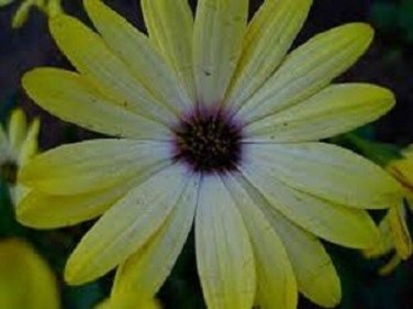 Yellow African Daisy / Annual Flower Seeds