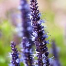 Blue Agastache Hyssop / Perennial Flower Seeds