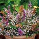 Agastache Fragrant Delight Flower Seed Mix Perennial