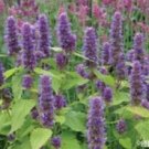 Lavender Agastache Hyssop / Perennial Flower Seeds