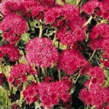 Red Flint Ageratum / Annual Flower Seeds