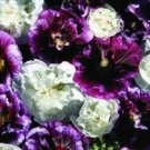 Blackberry Cheesecake Double Mix Alcea Rosea Hollyhock / Perennial Seeds