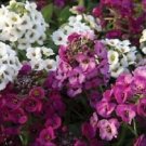 Clear Crystal Mix Alyssum / Re-Seeding Annual Flower Seeds