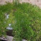 Asparagus Fern / Perennial Flower Seeds