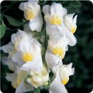 Lemon Sherbert Antirrhinum Snapdragon / Long-Lasting Annual Flower Seeds