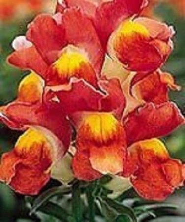 Antirrhinum Montego Orange Bi-Color Dwaf Snapdragon / Fragrant Flower Seeds