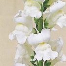 Giant Pure White Antirrhinum Snapdragon / Long-Lasting Annual Flower Seeds