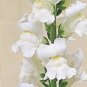 Giant Pure White Antirrhinum Snapdragon / Long-Lasting Annual Flower Seeds