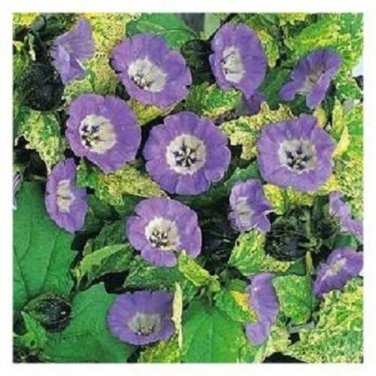 Apple Of Peru Shoo Fly / Insect Repelling/ Reseeding Annual Flower Seeds