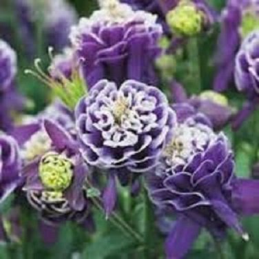 Crista Barlow Aquliegia Flower Seeds / Perennial