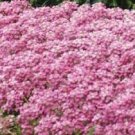 Pink Sweet Fragrant Alyssum / Perennial Flower Seeds
