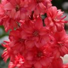 Red Delphinium Flower Seeds / Long Lasting Perennial