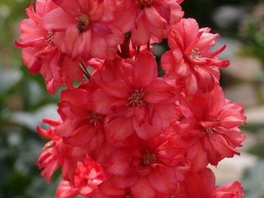 Red Delphinium Flower Seeds / Long Lasting Perennial
