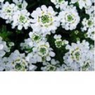 Pure White Alyssum / Re-seeding Annual Flower Seeds