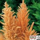 Amaranthus Hot Biscuits / Annual Flower Seeds