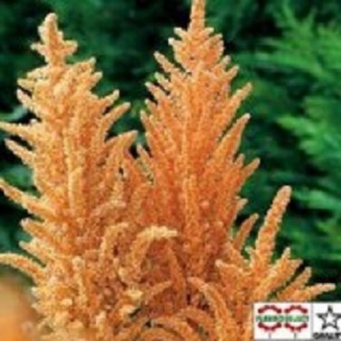 Amaranthus Hot Biscuits / Annual Flower Seeds