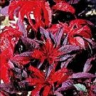 Molten Fire Amaranthus / Perennial Flower Seeds