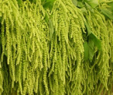 Amaranthus Green Love Lies Bleeding