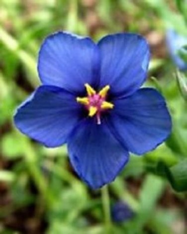 Blue Pimpernel Anagallis / Perennial Flower Seeds