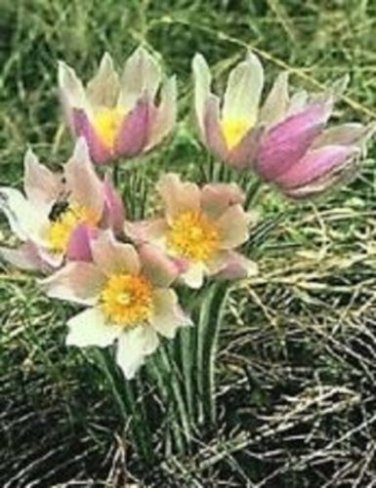 Patens Wolfgangiana Anemone Pulsatilla Pasque / Perennial Flower Seeds