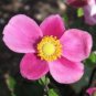 Pink Anemone / Perennial Flower Seeds