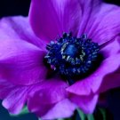 Purple Anemone Flower Seeds / Perennial