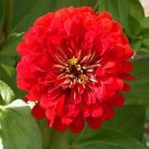 Zinnia Red Cherry Queen Flower Seeds