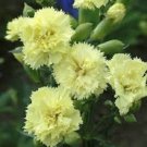 Yellow Grenadin Carnation Flower Seeds / Dianthus / Carysphyllus / Perennial