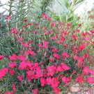Zing Rose Dianthus Flower Seeds / Perennial