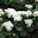 White Clouds Ageratum Flower Seeds / Annual