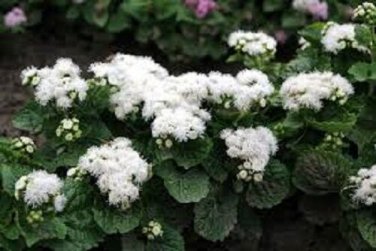White Clouds Ageratum Flower Seeds / Annual