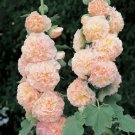 Salmon Double Hollyhock Flower Seeds / Alcea / Perennial