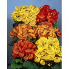 Calceolaria Pocketbook Plant Flower Seeds / Annual