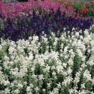 Salviia Marble Arch Mix Flower Seeds / Perennial